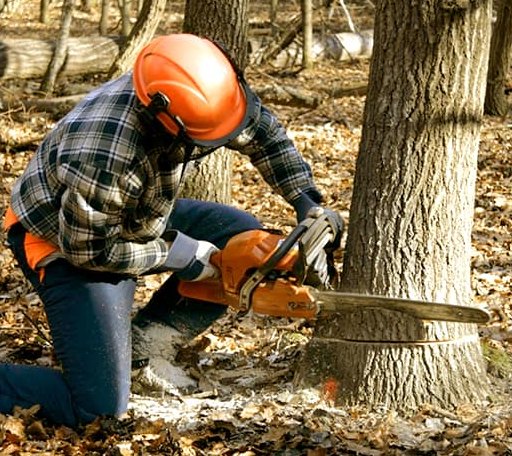 Tree Removal in Greenback, TN